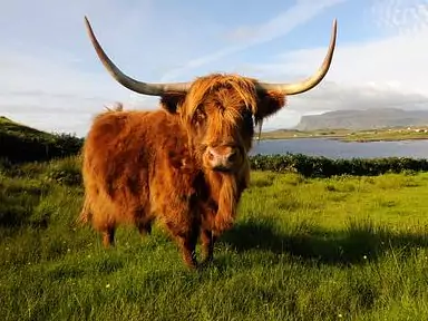 Schottland