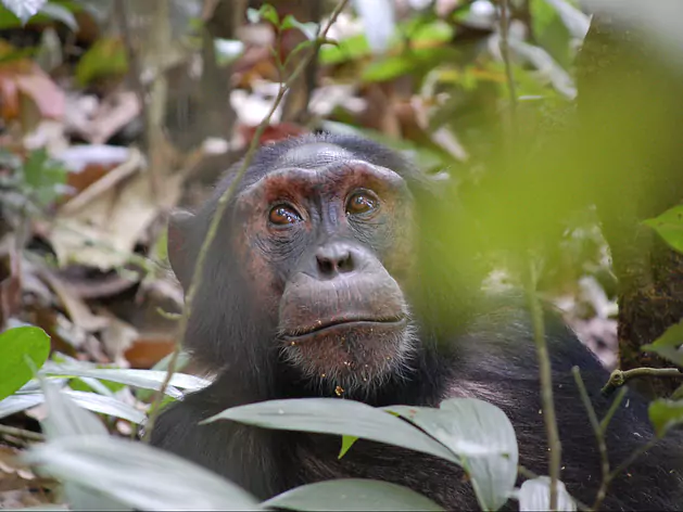 The Best of Uganda