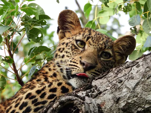 Abundant Wildlife of Uganda