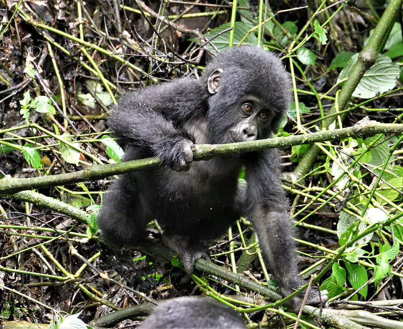 gorilla_baby_P1100695 (1).JPG