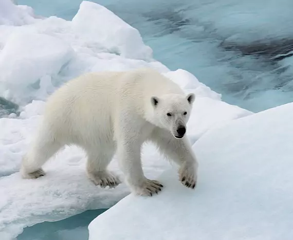 Spitzbergen_Bjornsundet_Eisbaer_c_Vreni_Stefan_Gerber_s.jpg
