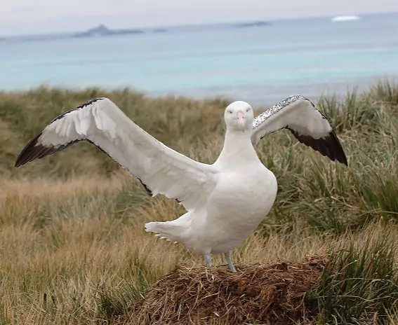 Suedgeorgien_PrionIsland_Wanderalbatros_c_Vreni_Stefan_Gerber_s.jpg