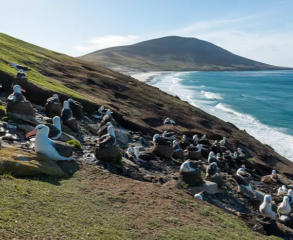 Falkland_SaundersIsland_Schwarzbrauenalbatros_c_Vreni_Stefan_Gerber_s.jpg
