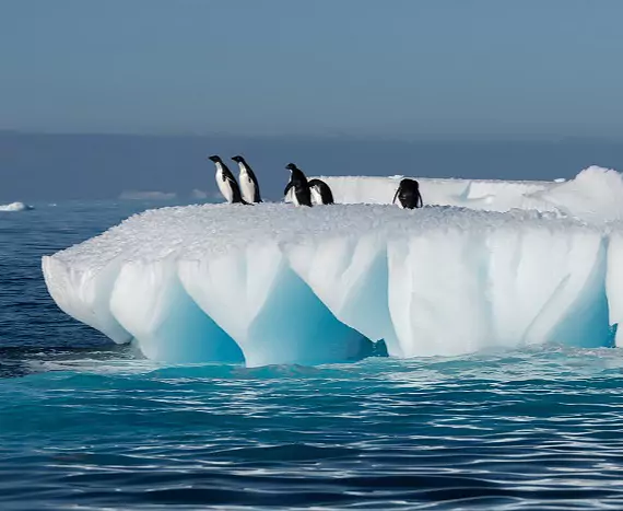 Antarktis_GourdinIsland_Adeliepinguine_c_Vreni_Stefan_Gerber_s.jpg
