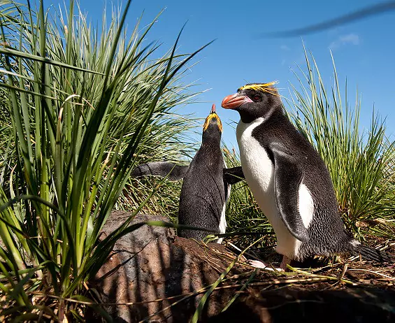 Suedgeorgien_CooperBay_MaccaroniPinguine_c_Vreni_Stefan_Gerber_s.jpg