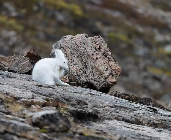 Grönland_Ost_NordvestfjordSydkap_Polarhase_c_Vreni_Stefan_Gerber_s.jpg