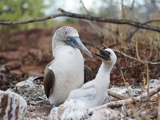 Ecuador und Galápagos mit Exklusiv-Charter