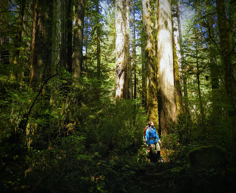 Rainforest Walk.JPG