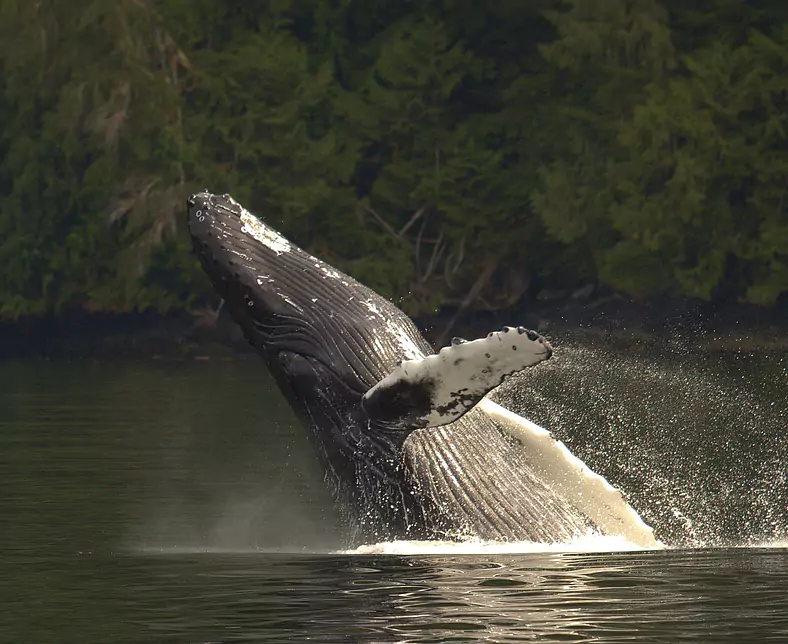 humpback.jpg