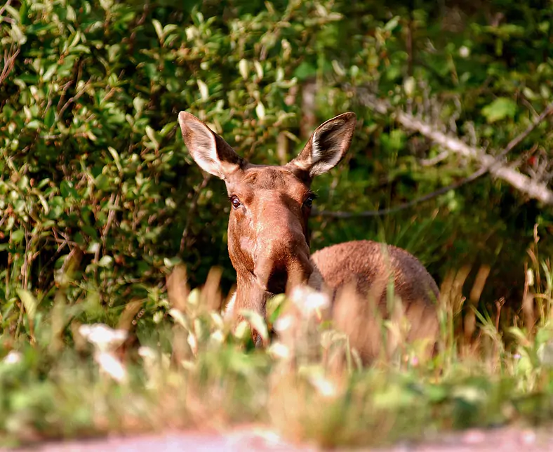 052 - Moose3.jpg