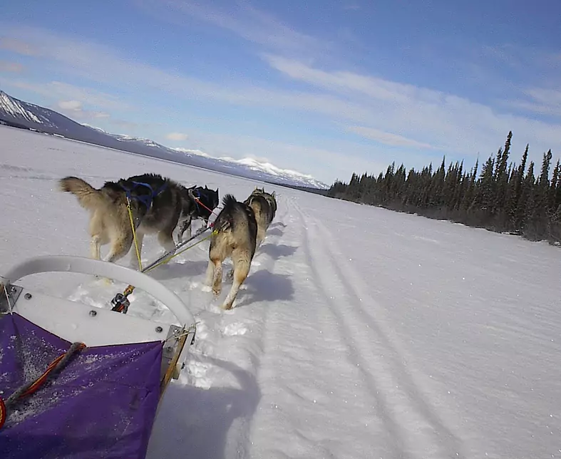 Dog Sledding 2.JPG