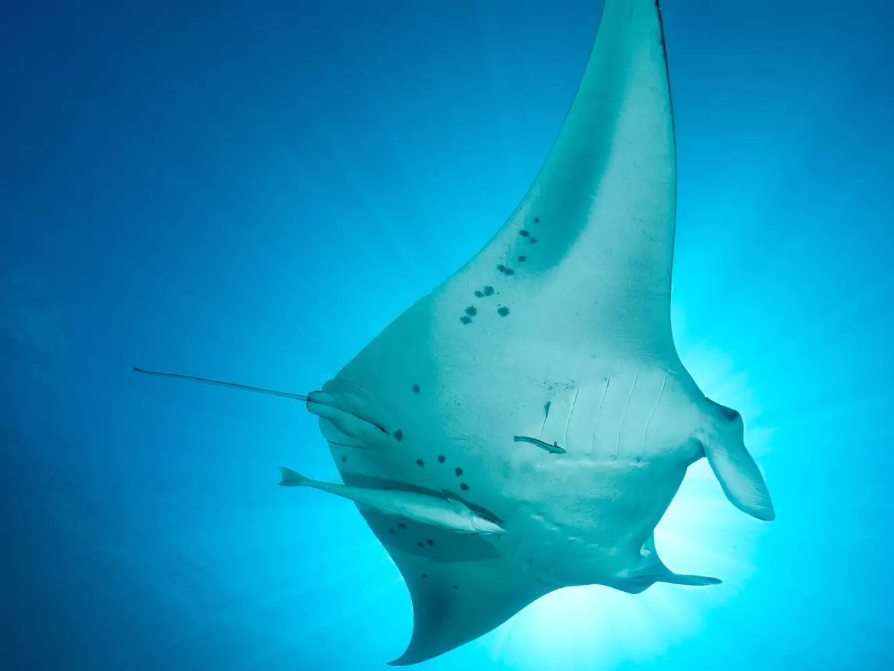 Tauchen & Schnorcheln weltweit