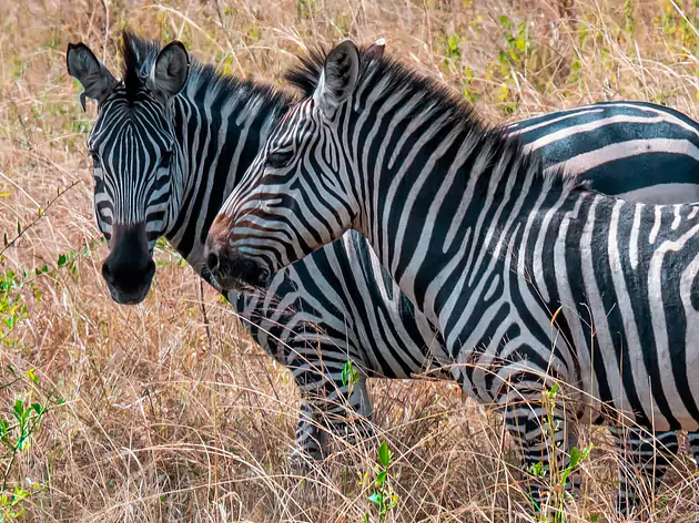 Uganda - der wilde Osten