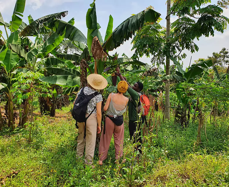 Uganda_Bigodi Community_Bananenplantage.jpeg