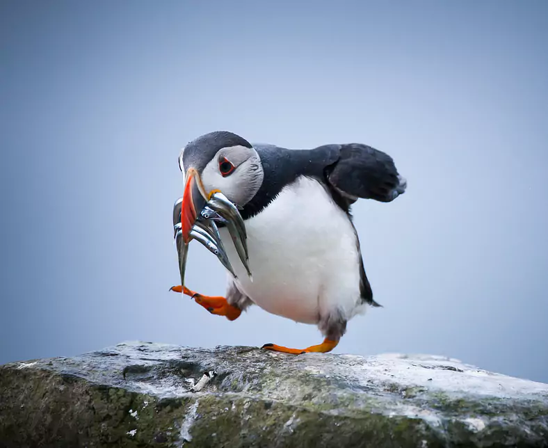 Puffin Fisch Atlantic Airways.jpg