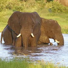 africa design travel AG