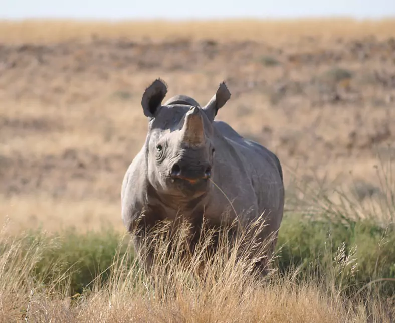 Palmwag Rhino 1 - NTT - Sep 17.jpg