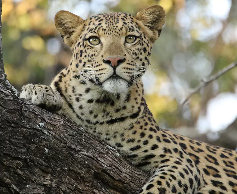 Moremi - Leopard - JS May 18.JPG