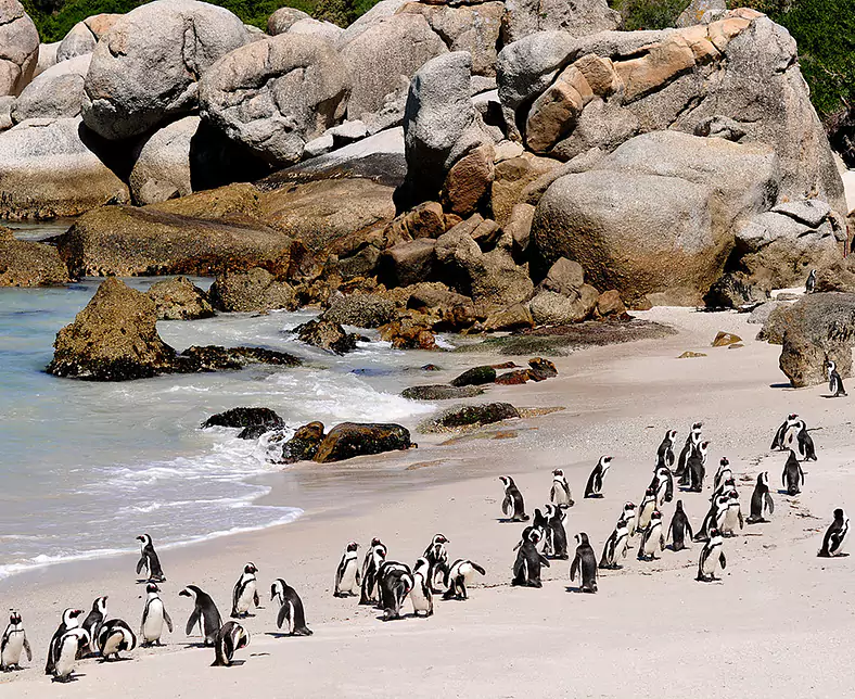 Cape Town - Boulders Beach 1 - Adobe Jun 22.jpg