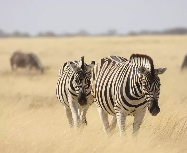 Etosha - Zebras - JS Aug 09.jpg