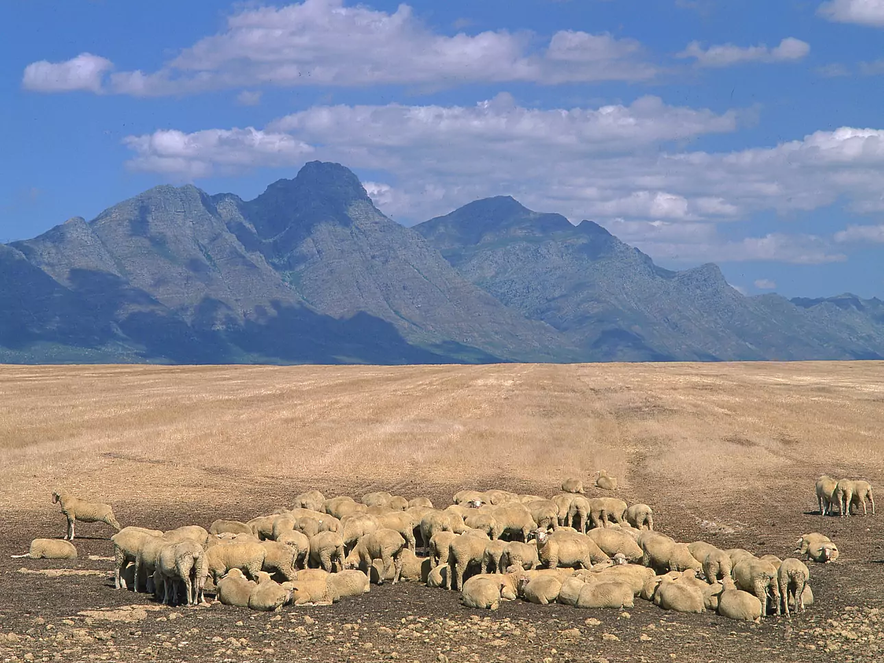 Südafrika vom Experten