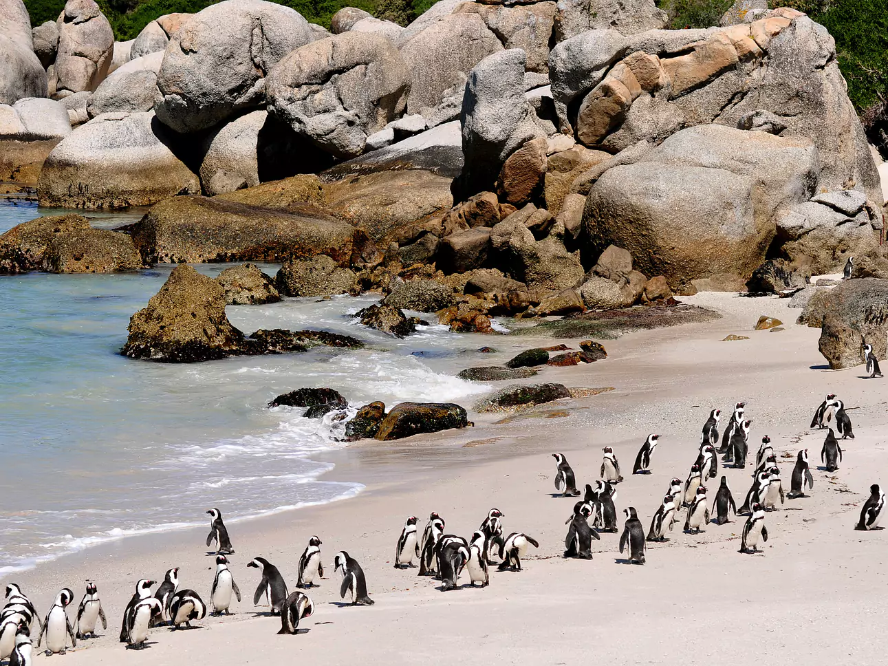 Südafrika vom Experten