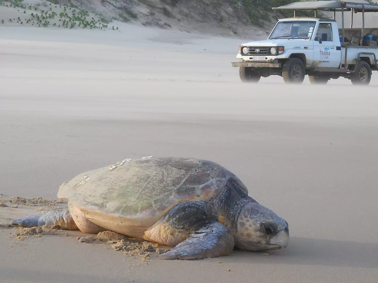 Südafrika vom Experten