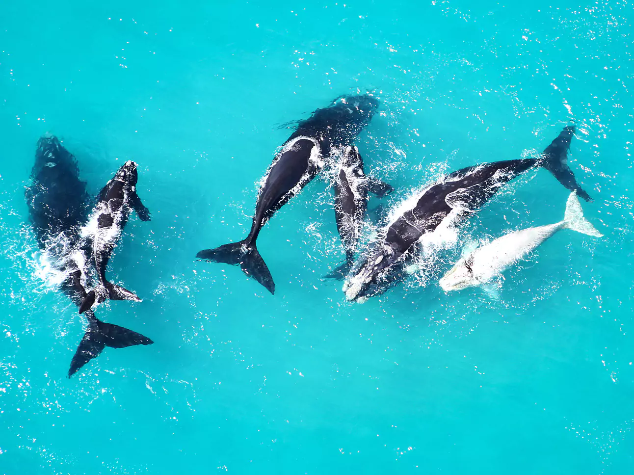 Südafrika vom Experten