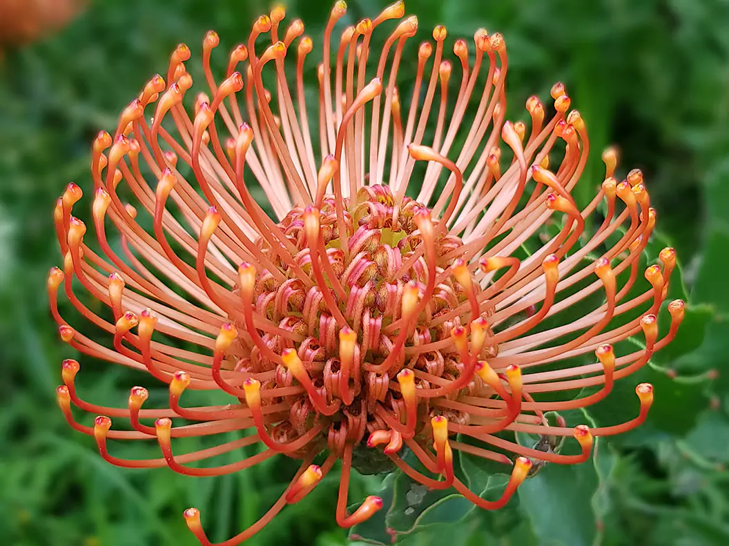 Südafrika vom Experten