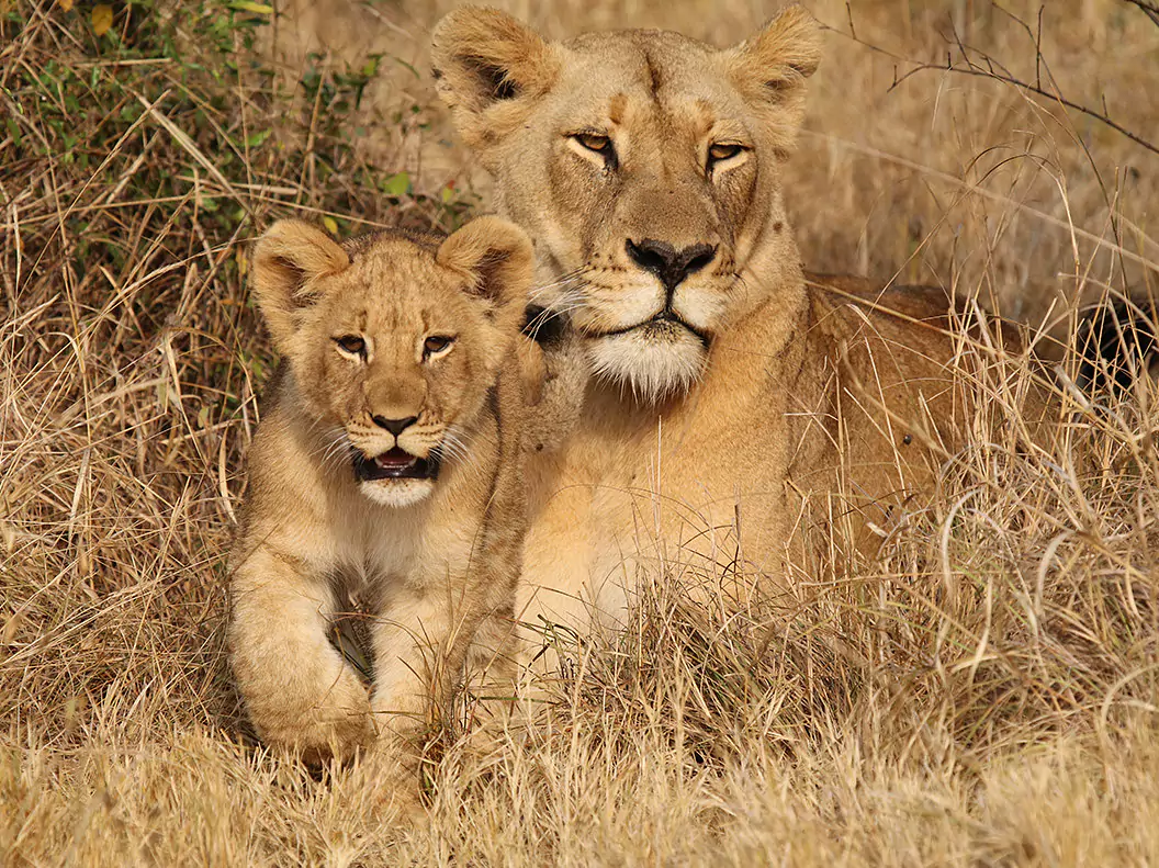 Südafrika vom Experten