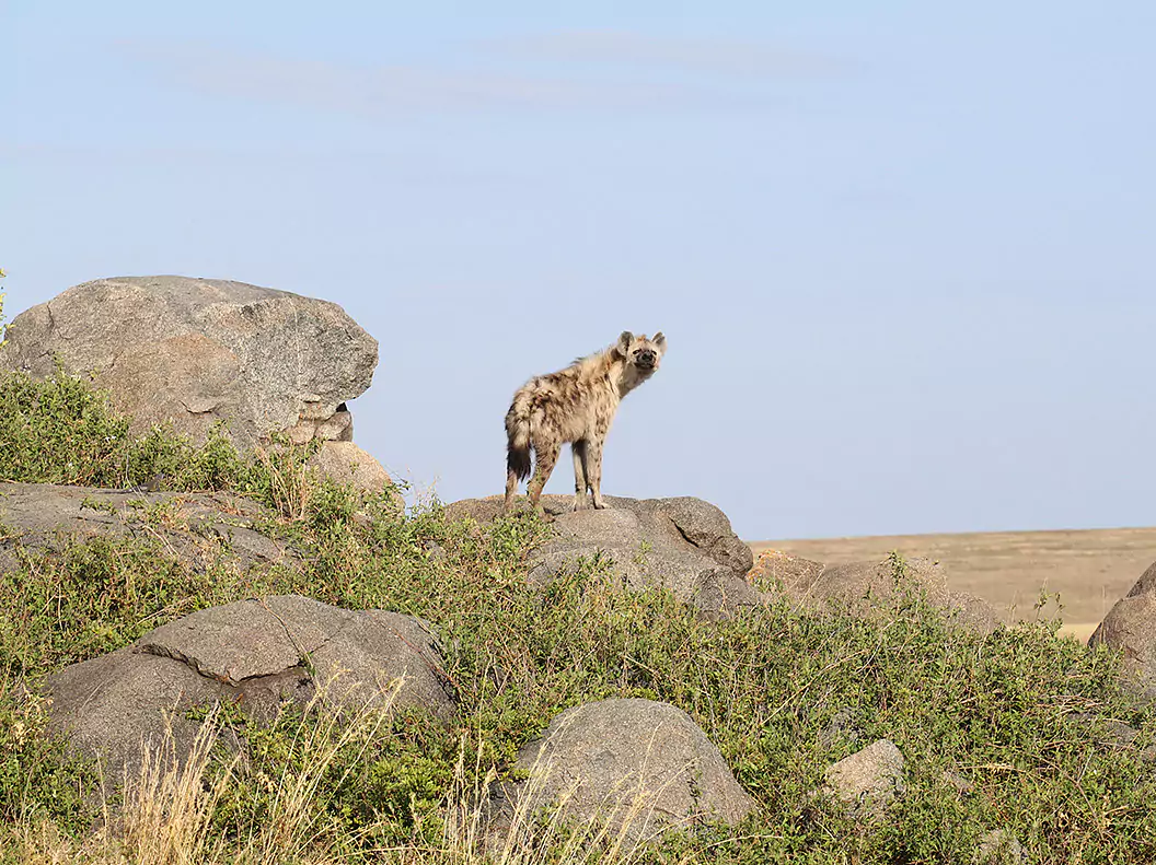 Tanzania vom Experten