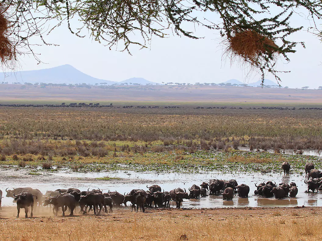 Tanzania vom Experten