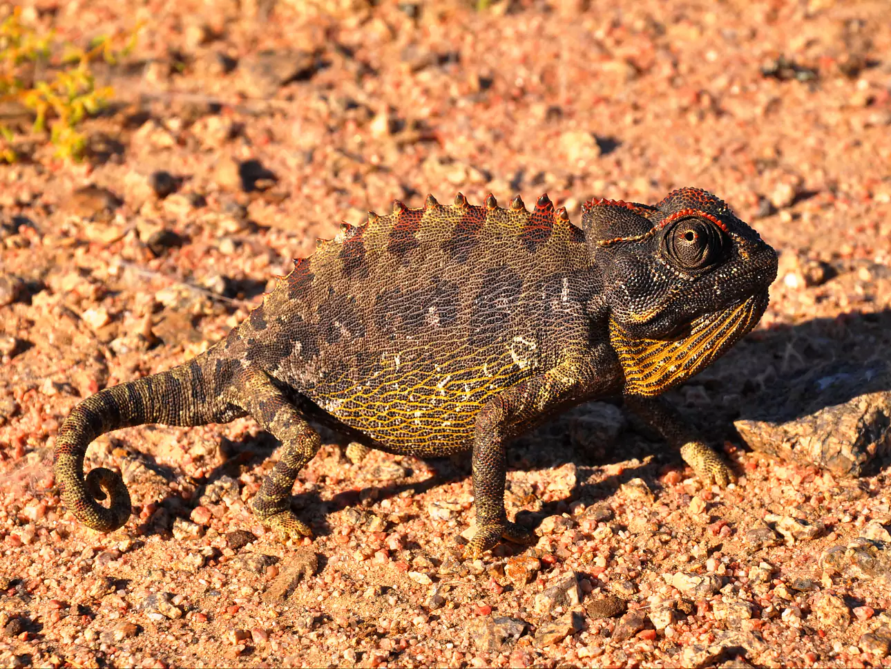 Namibia vom Experten