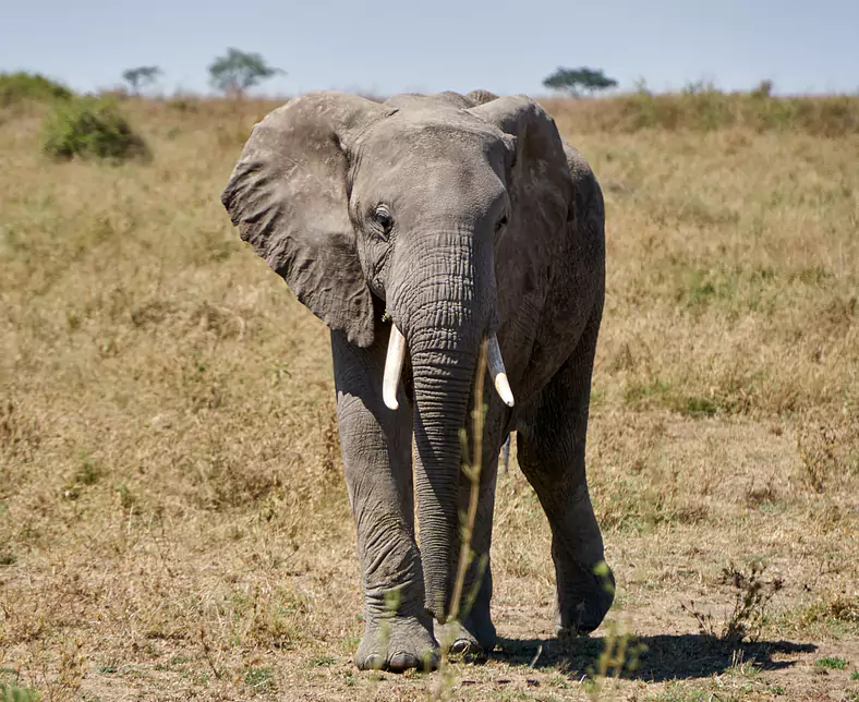 Serengeti Nationalpark 3_Tansania.jpg
