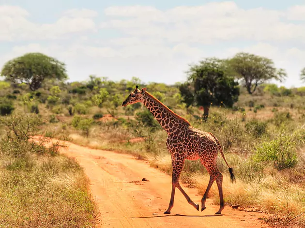 Kenya - Savane et plage