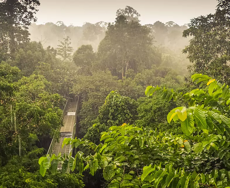 Malaysia-Borneo (Sabah & Sarawak)-Sabah-Sepilok_ Rainforest view from the Canopy Walk -102621 (1).jpg