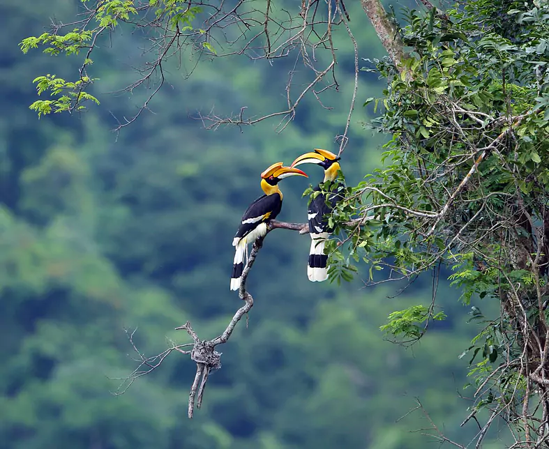 Malaysia-Borneo (Sabah & Sarawak)-Tiere-Borneo Hornbills-118884.jpg