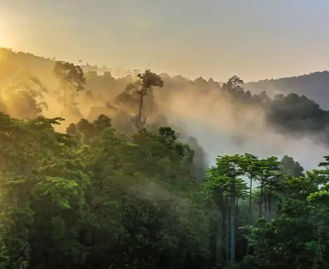 Malaysia-Borneo (Sabah & Sarawak)-Sabah-Borneo tropical rainforest-118883.jpg