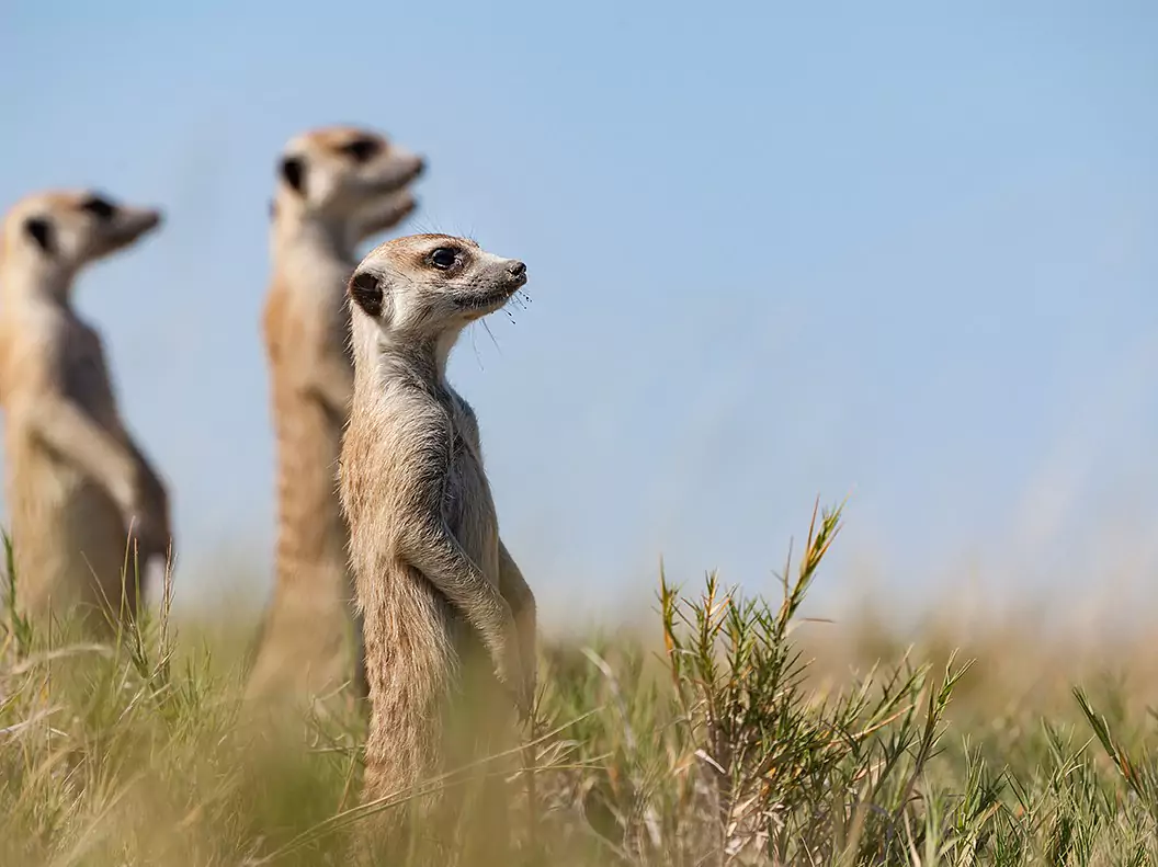 Botswana vom Experten