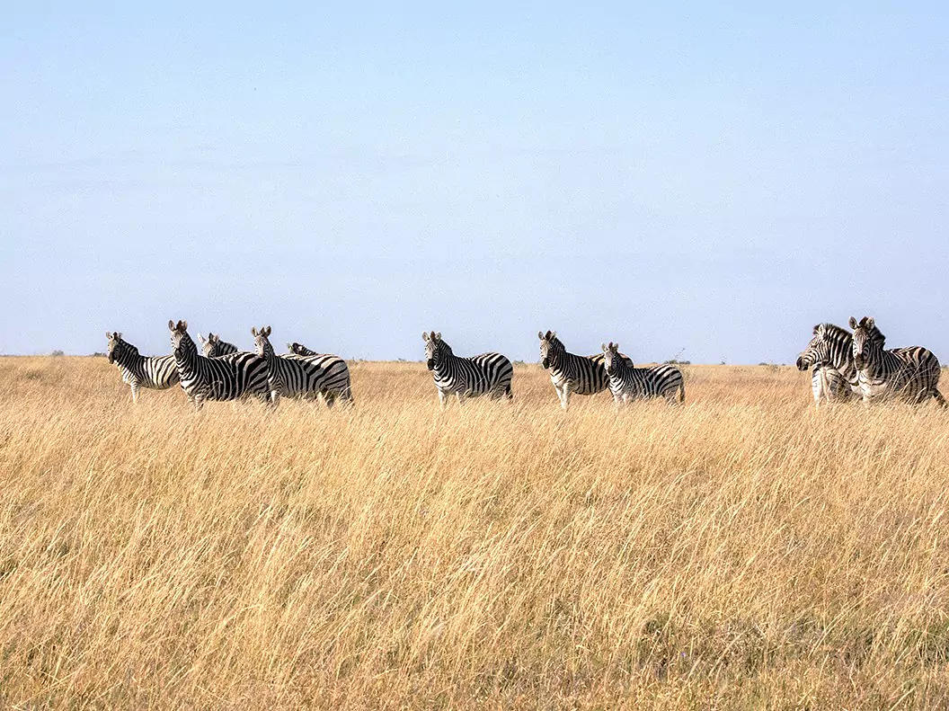 Botswana vom Experten