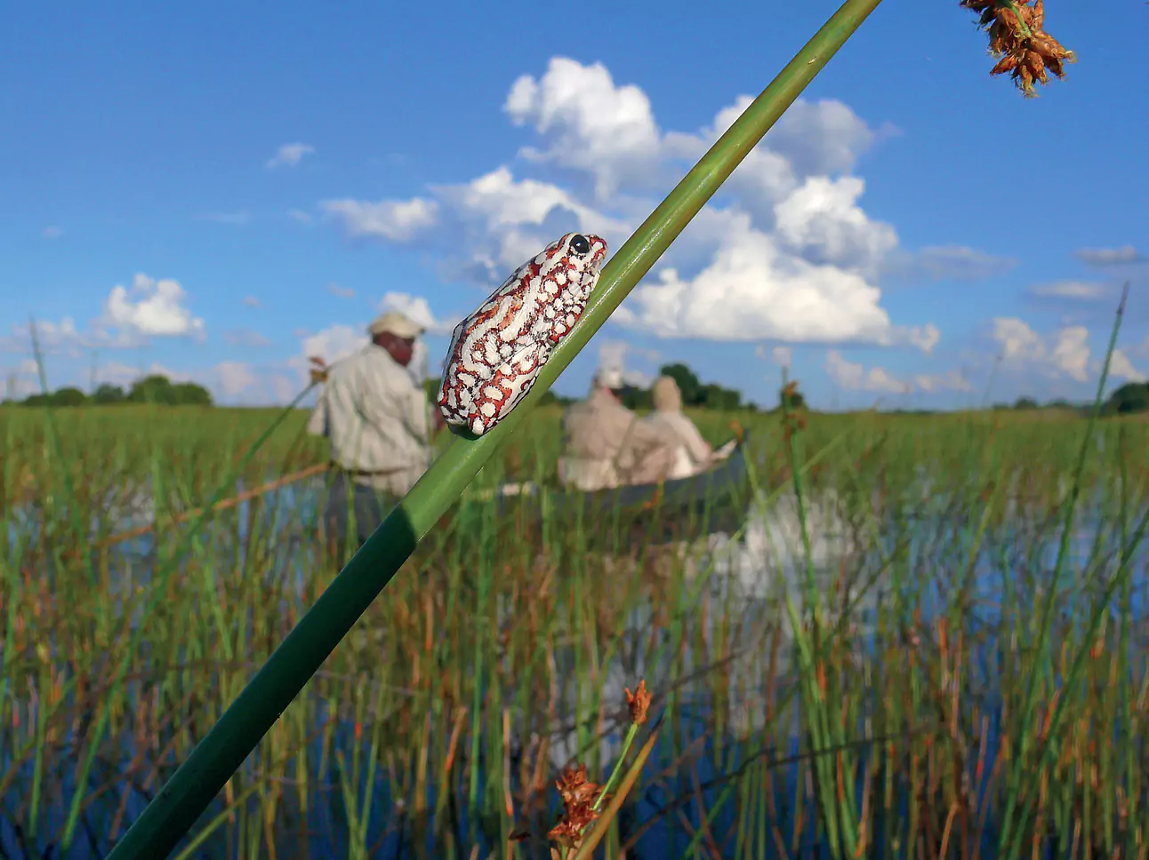 Botswana vom Experten