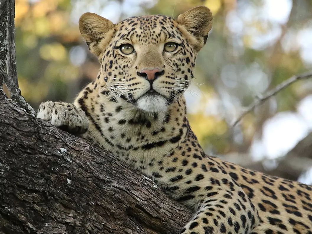 Botswana vom Experten