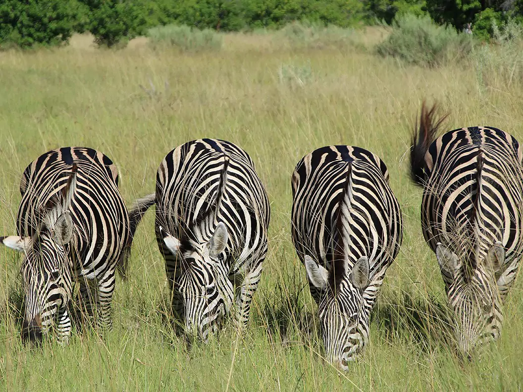 Botswana vom Experten