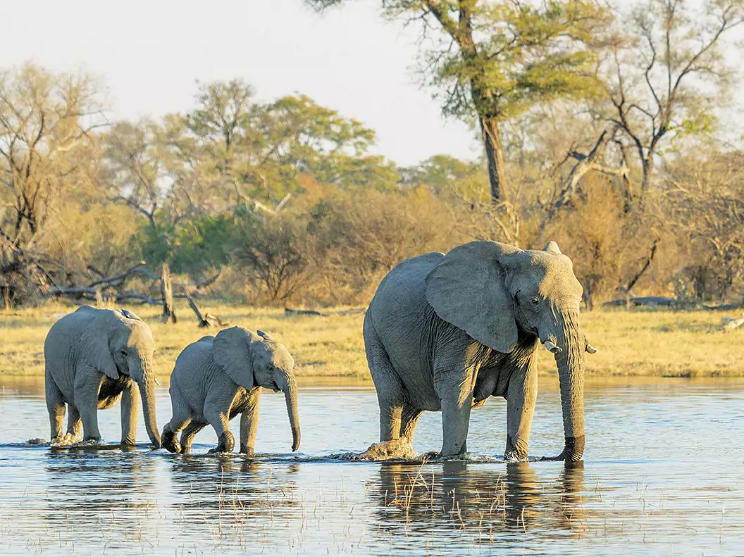 Botswana vom Experten