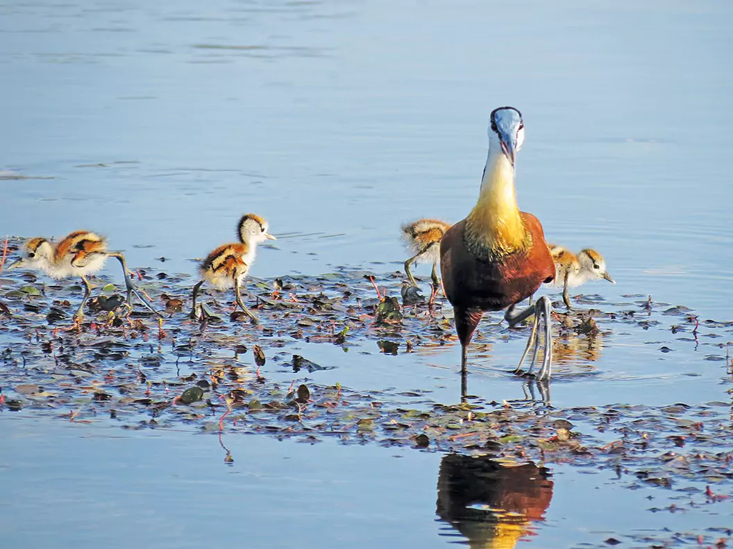 Botswana vom Experten