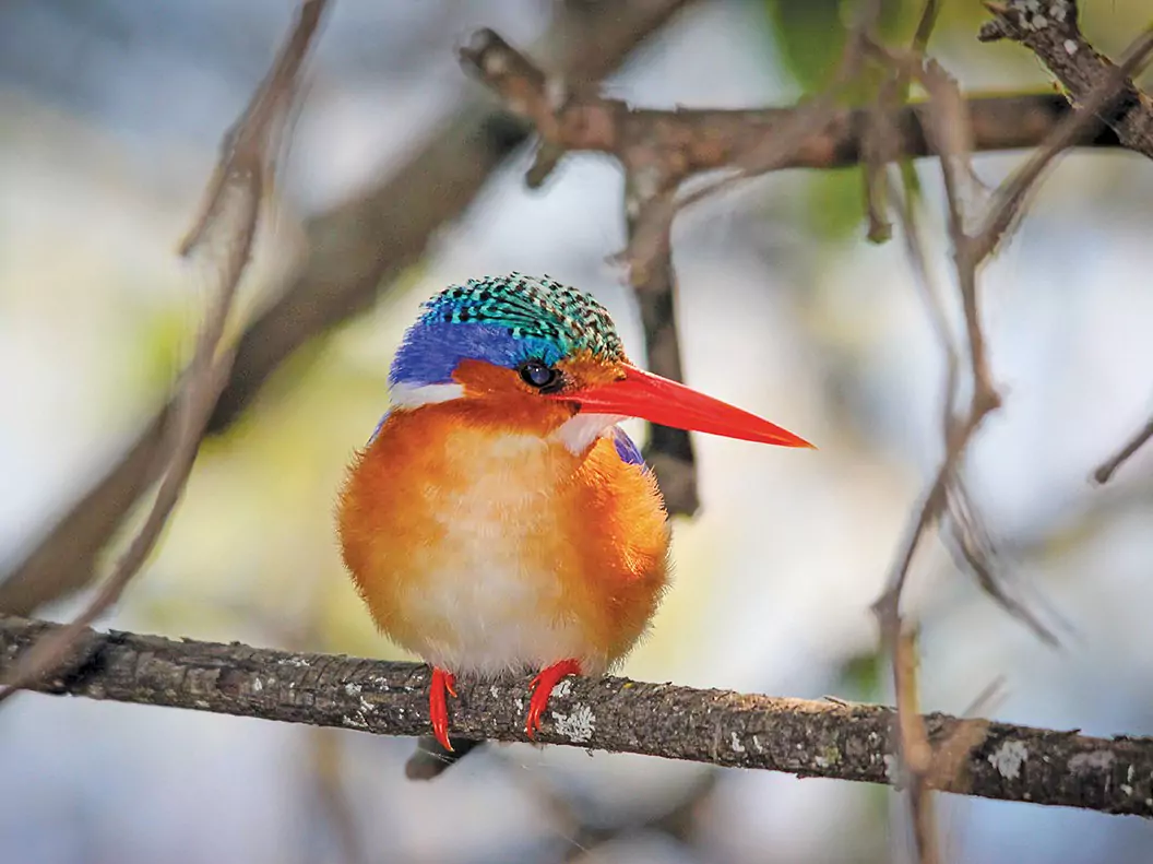 Botswana vom Experten