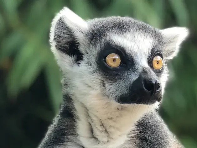 Madagaskar's Naturwunder