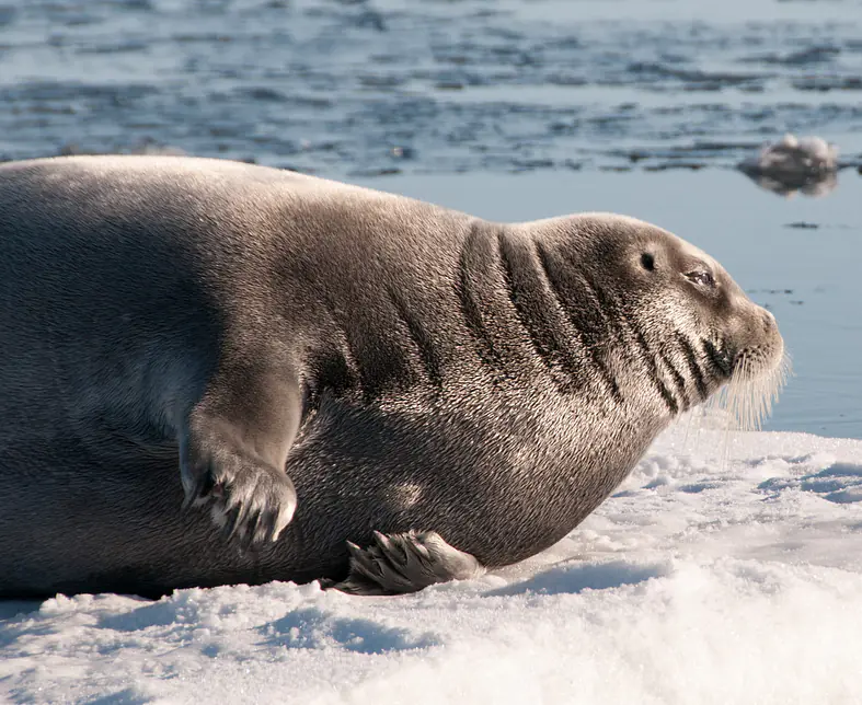 ©-Spitzbergen Reisen - Bartrobbe nah.jpg