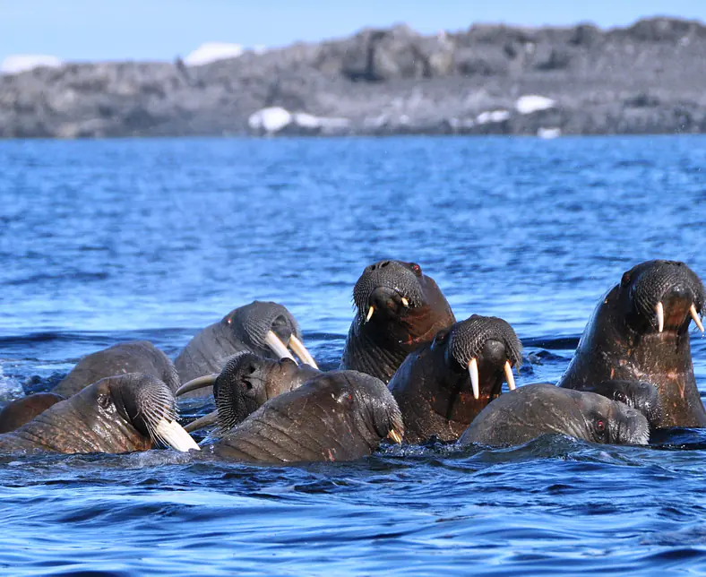 ©-Spitzbergen Reisen - junge Walrosse.JPG