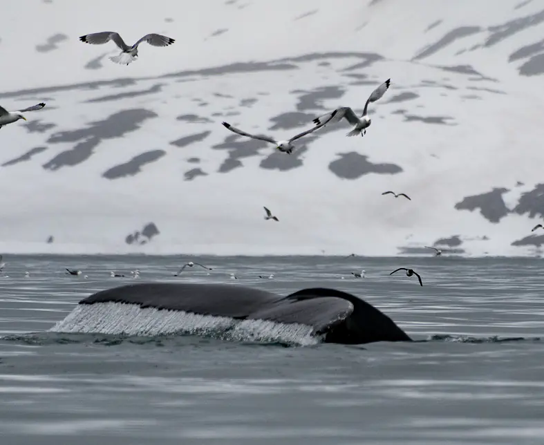 ©-Spitzbergen Reisen - Buckelwal-Fluke.jpg